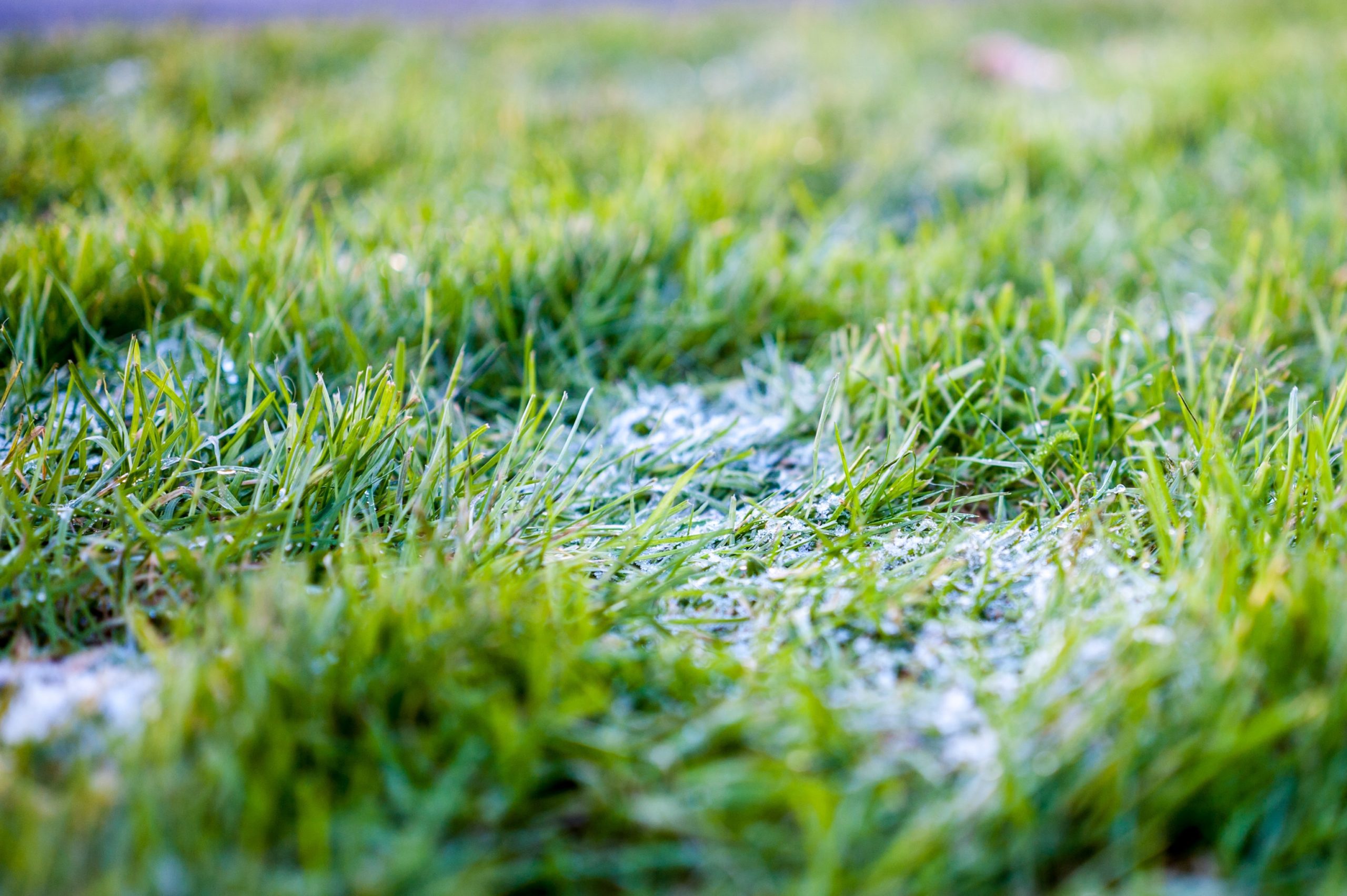 blades of grass in the snow